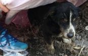 18 gadīgs suns izrokas no kapa; saimnieki apglabā mīluli, jo domā, ka tas devies uz labākiem medību laukiem 18 gadīgs suns izrokas no kapa; saimnieki apglabā mīluli, jo domā, ka tas devies uz labākiem medību laukiem