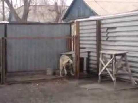 VIDEO: Dejojošais suns. (Dancing dog)
