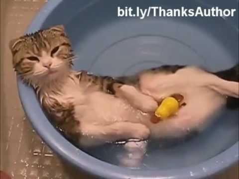 Kaķi + ūdens