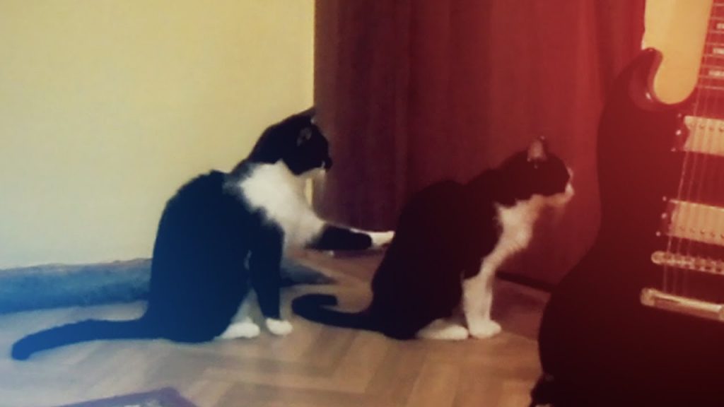 VIDEO – Kaķis atvainojas… (Cat Asks Other Cat For Forgiveness…)