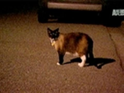 VIDEO: Kaķis kleptomāns. (Cat Kleptoman)