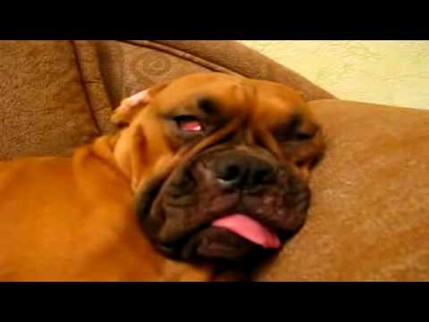 VIDEO – Krācošais suns. (Sleeping Dog Has Very Creepy Snore)