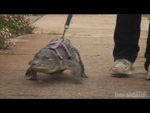 VIDEO – Krokodils. (Crocodile Pet)