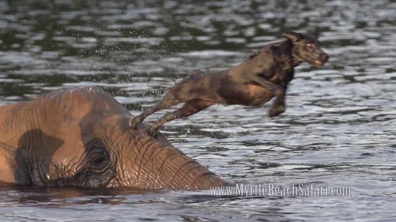 Labākie draugi!