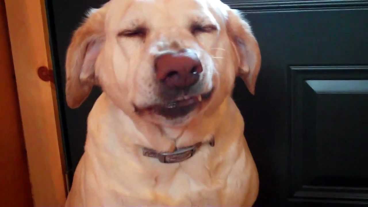 VIDEO – Vainīgais suns. (Guilty Dog)