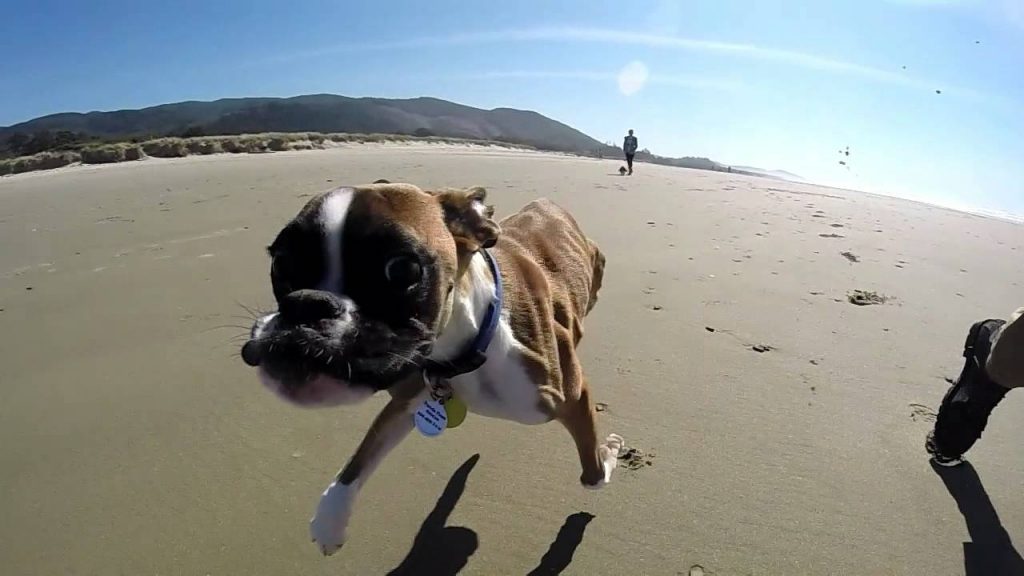 Divkājaina suņuka pirmais ceļojums uz pludmali! (Two Legged Boxer Duncan Lou Who – First Trip to the Beach)