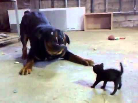 VIDEO – Drosmīgais kaķēns. (Brave Kitten Stands Up to Dog)