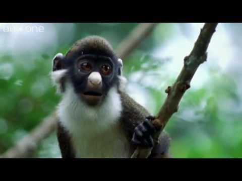 VIDEO – Dzīvnieku sarunas. (Funny Talking Animals)