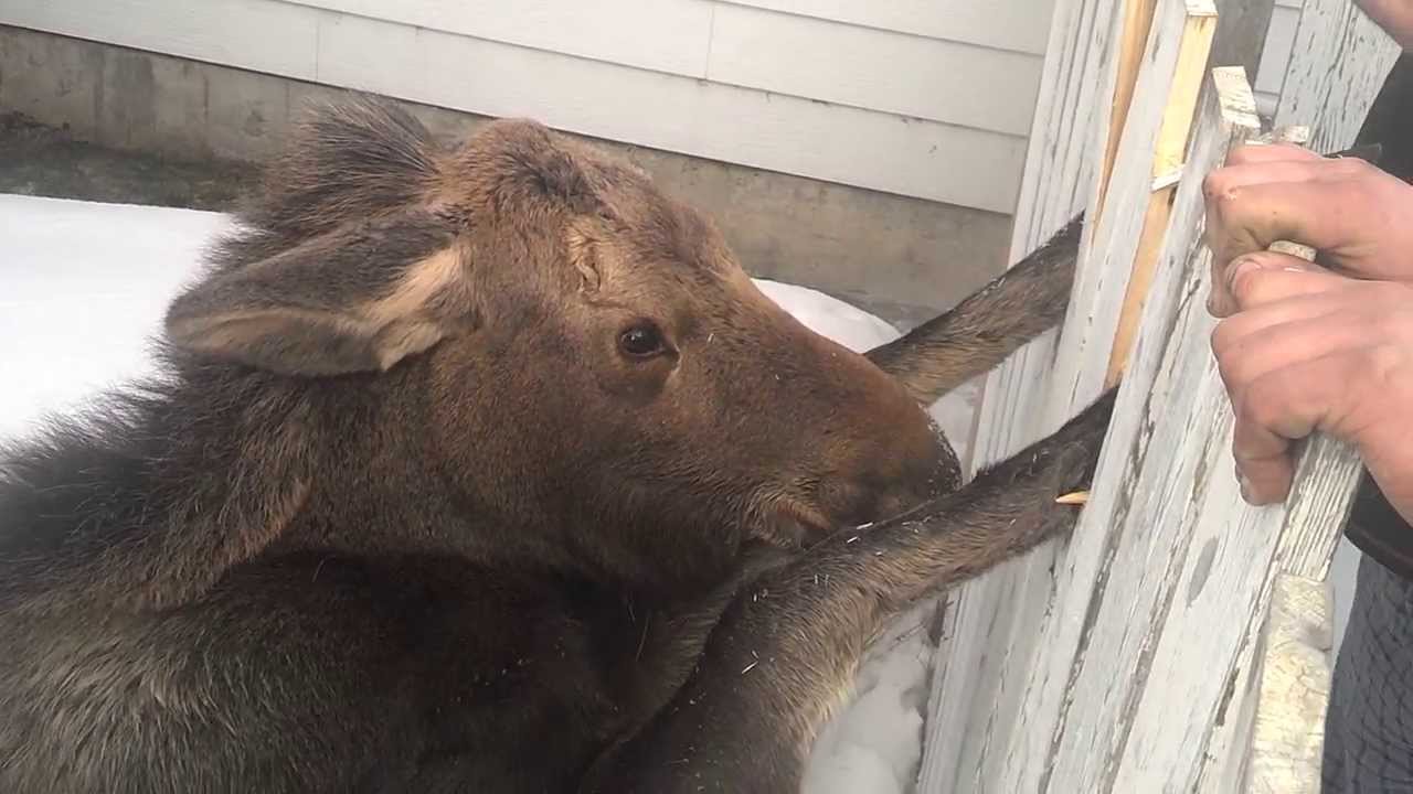 VIDEO – Glābjot aļņu mazuli. (Baby Moose – caught in gate)