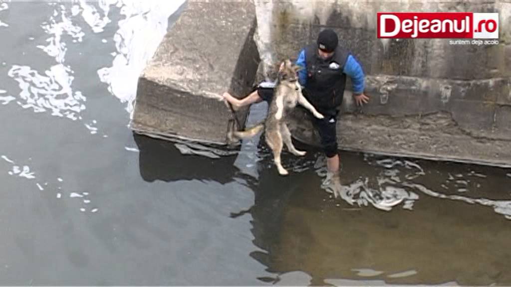 Izglābts suns izrāda sajūsmu un pateicību! (Dog expresses his happiness and gratitude after being rescued)