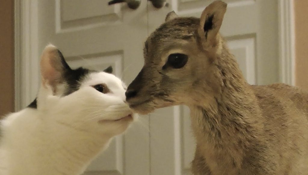 Jēriņa pirmā tikšanās ar kaķi un suni! (Newborn lamb meets a cat and dog)