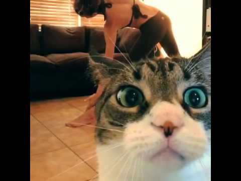VIDEO – Joga, meitene un kaķis Milo. (Milo Wanted Attention)