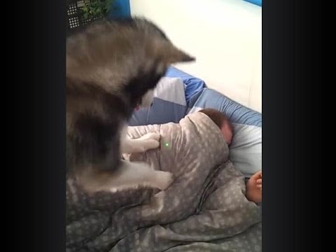 VIDEO: Kā ātri un efektīvi pamodināt cilvēku? (How to wake up boyfriend using a laser pointer and Husky Dog!?)