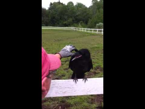 VIDEO – Kā krauklis cilvēka palīdzību prasīja!? (Raven Rescue)