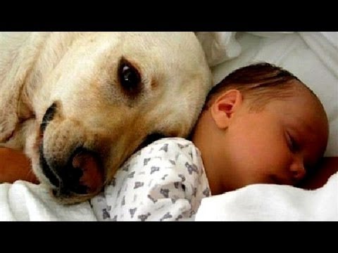 Kāda ir suņu un kaķu reakcija pirmo reizi ieraugot mazuli? (Cats and dogs meeting babies for the first time)