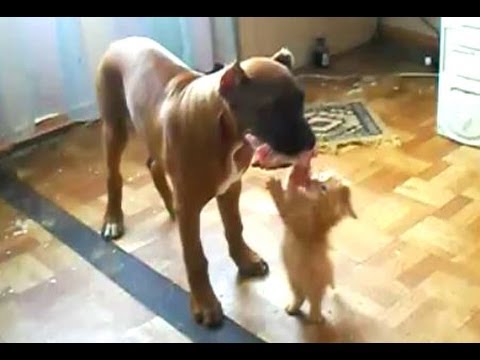 VIDEO – Kaķēns bez cīņas neplāno padoties! (Funny Cat Wants a Piece of Dog’s Food)