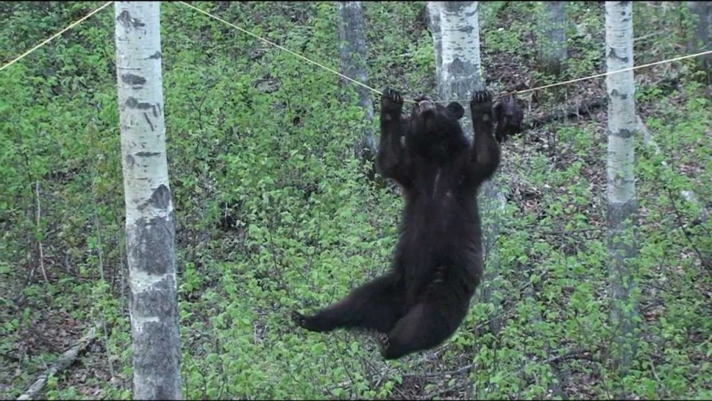 VIDEO – Lācis – akrobāts. ( Black Bear Attempts Walking Across a Rope For A Bite Of This Tasty Beaver Treat)