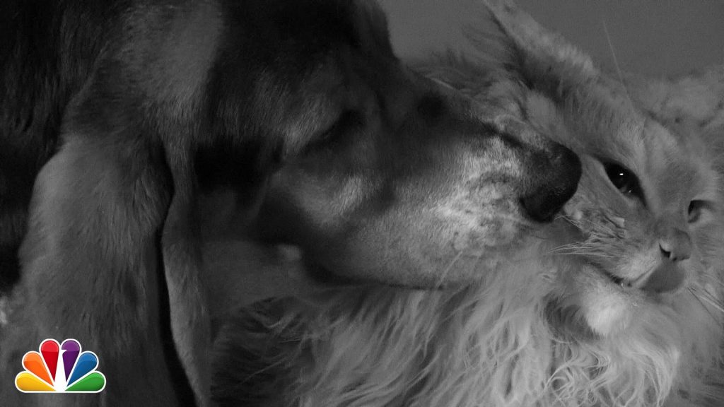 VIDEO – Skūpsts ar svešinieku – dzīvnieku izpildījumā. (First Lick)