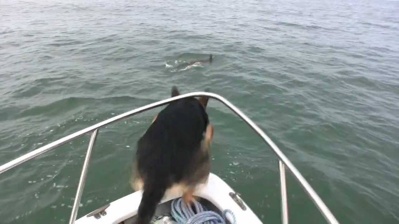 Suns grib spēlēties ar delfīniem! (A Dog Wants To Play With Dolphins)