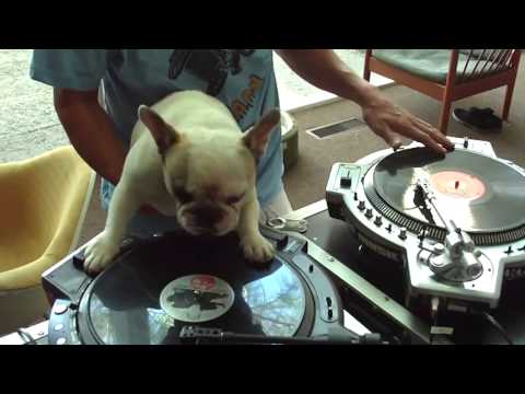 Vai tiešām šim sunim ir absolūtā muzikālā dzirde?