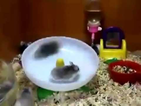 2 kāmji 1 ritenis. (2 Hamsters 1 Wheel)