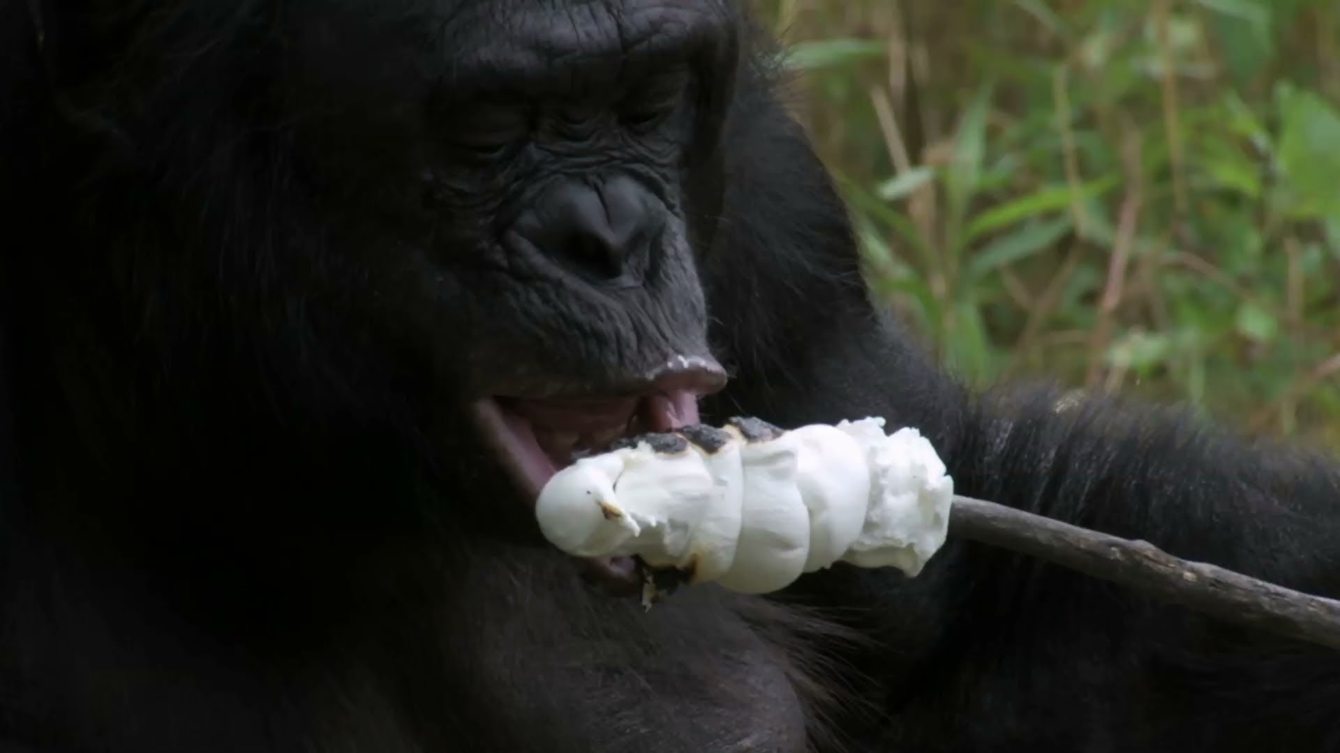 Bonobo šimpanze dara neticamas lietas! (Bonobo builds a fire and toasts marshmallows)