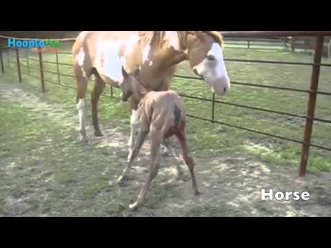 Dzīvnieku mazuļu pirmie soļi. (Baby Animals Taking Their First Steps)