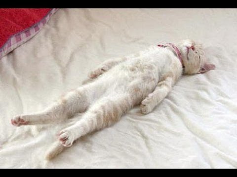 Guļošie kaķi. (unny Cats Sleeping in Weird Positions Compilation)