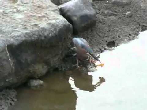 Inteliģentais putns – makšķernieks. (Intelligent Heron Catching Fish Using Bread As Bait)