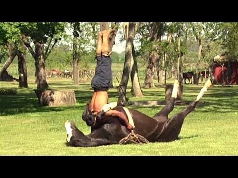 Izrādās ar jogu nodarbojas arī zirgi!  (Horse yoga)