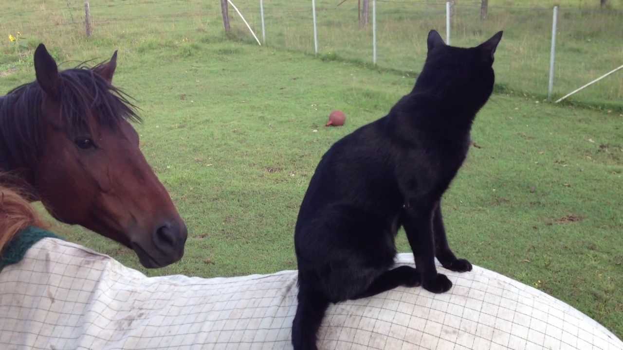 Izrādās, ka kaķiem arī patīk izjādes ar zirgu! (Cat Rides A Horse)