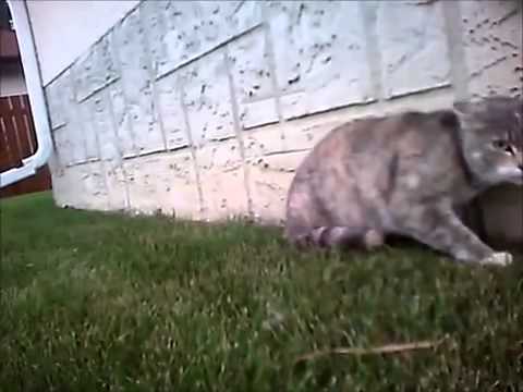 Kā izskatās kaķu cīņa no kaķu redzes punkta? (Cat Cam Cat Fight)