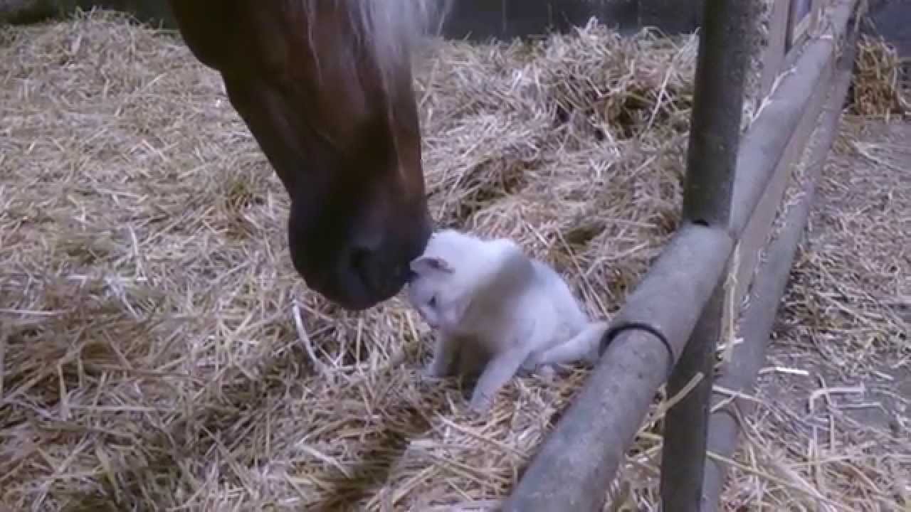 Kaķēns un zirgs. (Kitten cuddles with a horse)