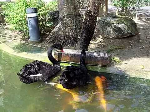 Melnie gulbji baro zivis. (Black swan feeding Koi fish)