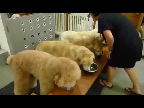 Suņi, kuri pirms ēdienreizes skaita lūgšanu! (Dogs Prayer Before Eat)