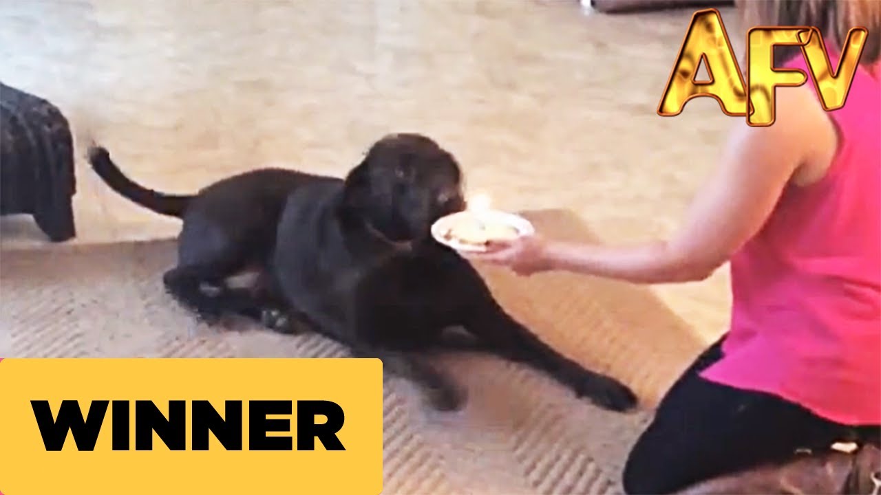 VIDEO: Sunim dzimšanas dienas pārsteigums! (Happy Birthday Dog)