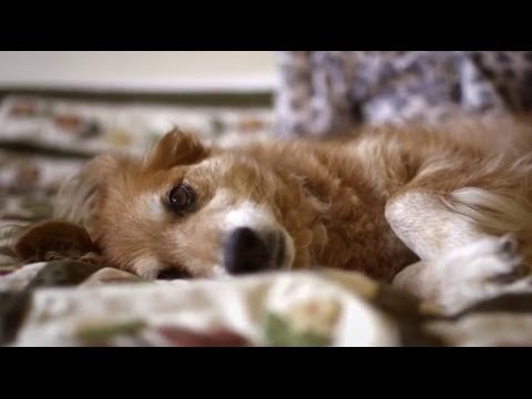 Suns konstatē un izglābj saimnieci no vēža! (Dogs Can Smell Cancer – Secret Life of Dogs)