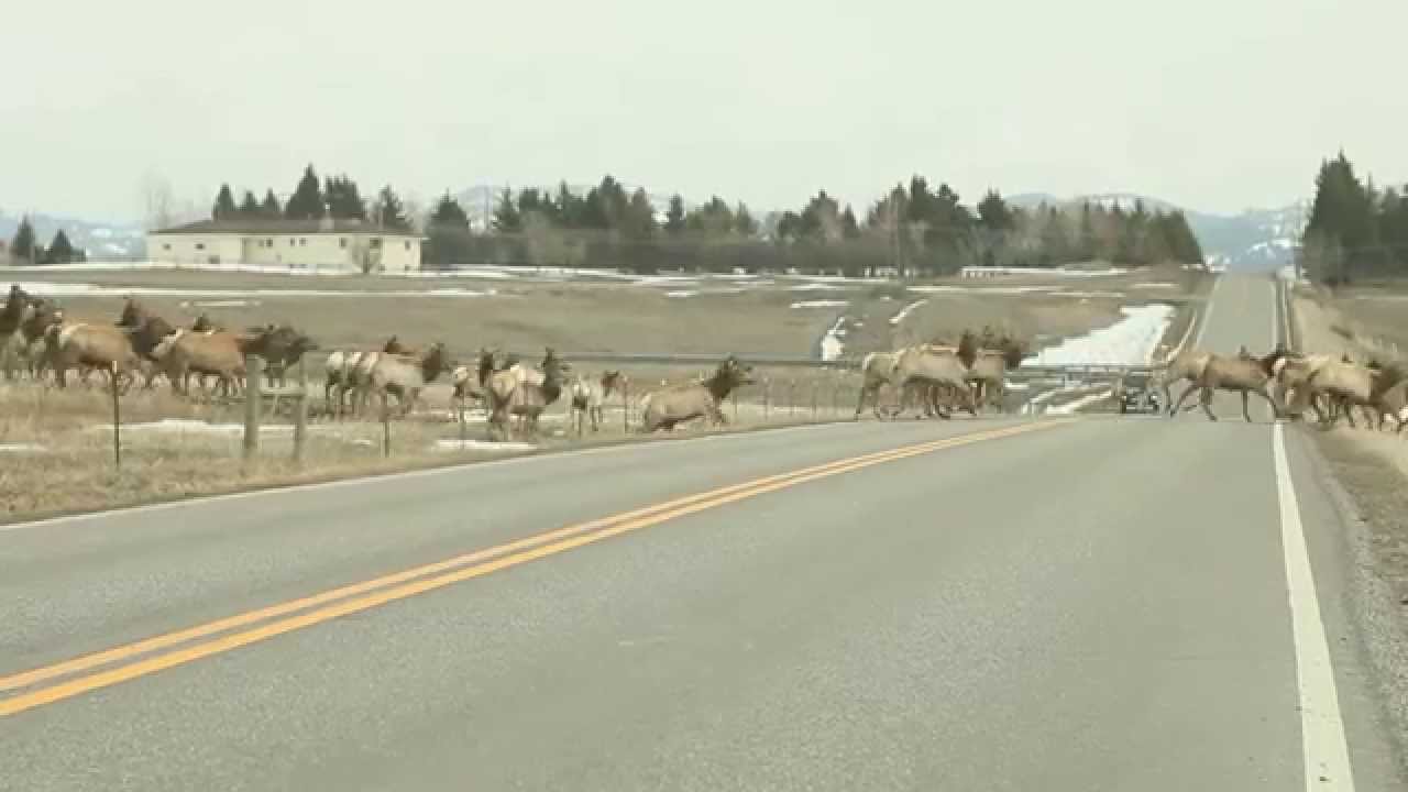 Tādu skatu negadās redzēt katru dienu! (Massive Herd Of Elk Crossing Over Fences)