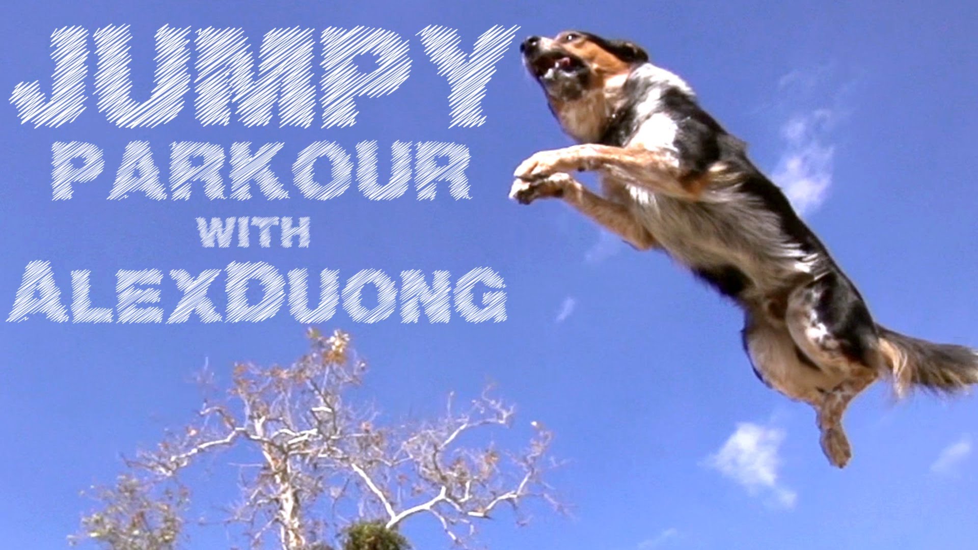 Veiklais parkour suns. (Jumpy the parkour dog)