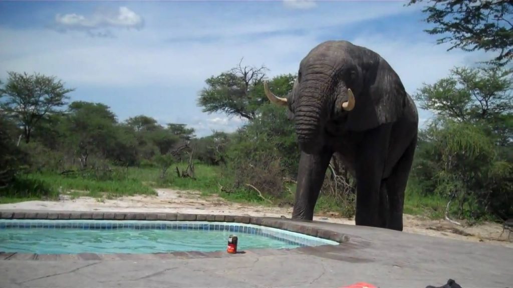 Zilonis izjauc ballīti baseinā! (Elephant crashes the pool party)