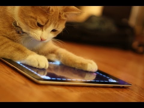 Arī dzīvniekiem patīk spēlēt iPad! (Animals Playing On iPads Compilation)