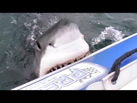 Baltā haizivs uzbrūk piepūšamajai lavai! (This Is Frightening: Great White Shark Attacks Inflatable Boat!)
