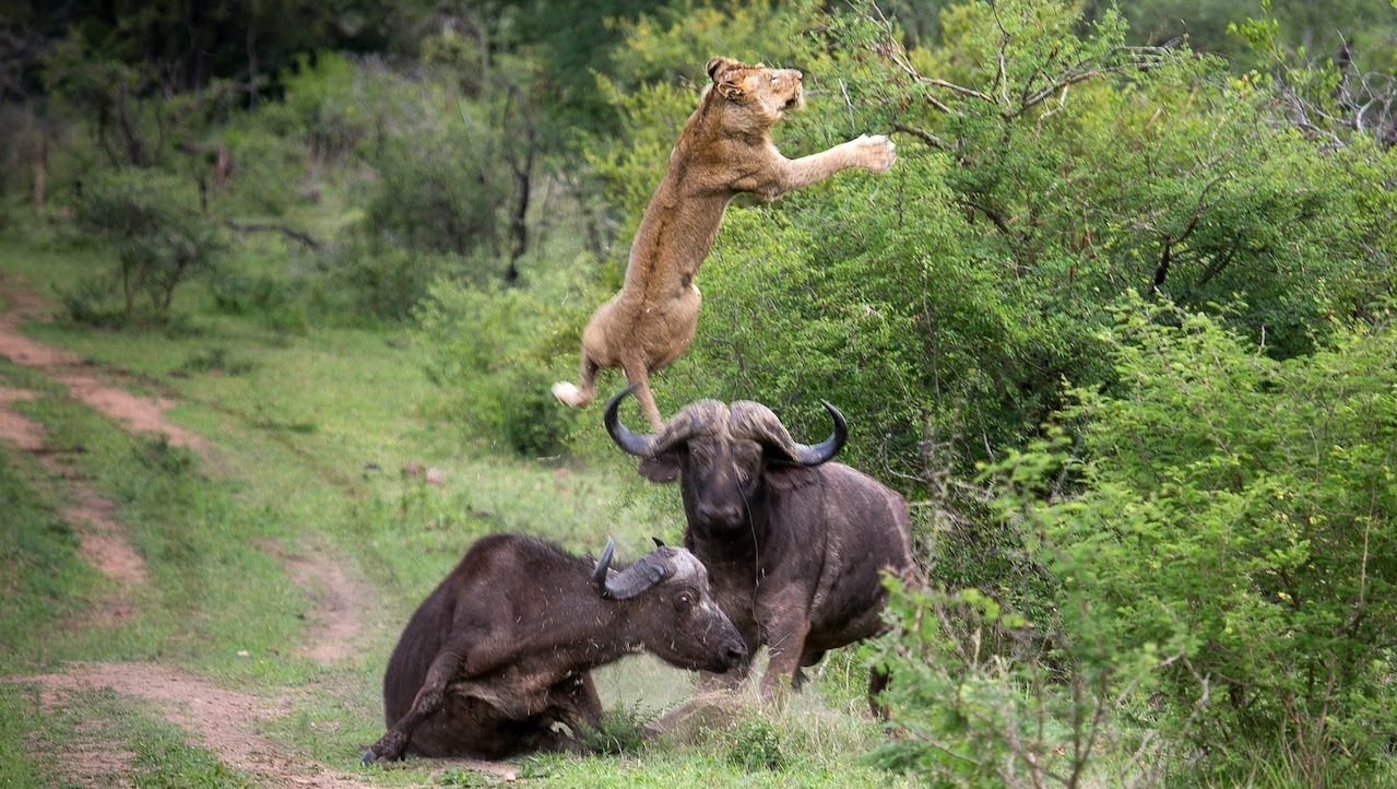 Bifeļi aizstāv savējo no lauvu uzbrukuma. (Flying Lion: Buffalo Launches Predator Into The Air)