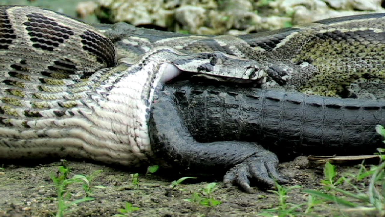 Čūska notiesā krokodilu! (Python eats Alligator)