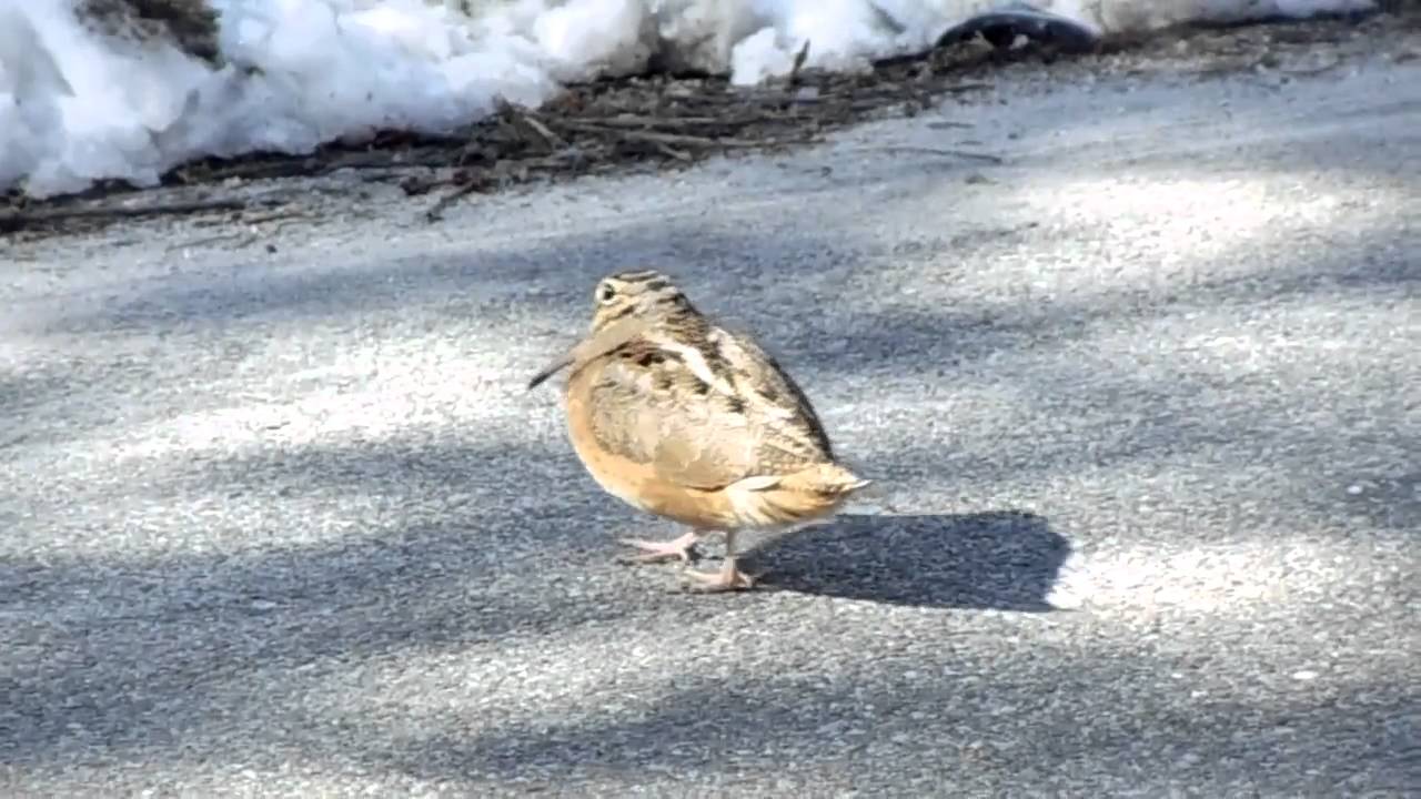 Dejojošais putns. (Dancing Bird)