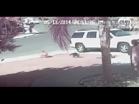 Kaķis izglābj 4 gadīgu zēnu no suņa uzbrukuma! (Hero Cat Saves Young Boy From Dog Attack In Bakersfield)