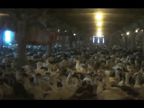 Patiesība par pīļu fermām! [16+] (Ducks Cruelly Force-Fed for Foie Gras)