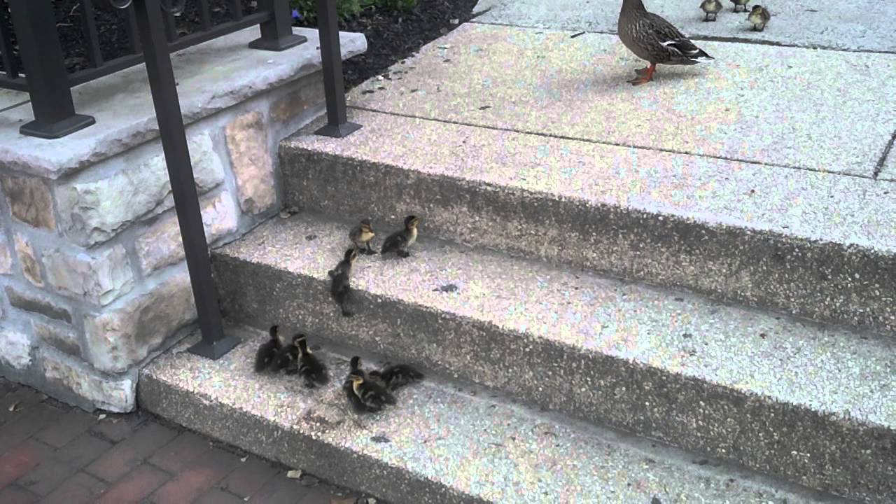 Pīlēni mēģina pārvarēt kāpnes. (Ducklings vs. Stairs)