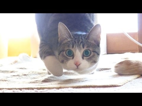 Šim kaķim ir sava tehnika! (Cat performs epic wiggle.)