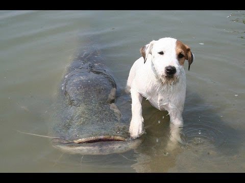 Suns, kuram patīk ķert samus! (This Dog Can Catch A Catfish)